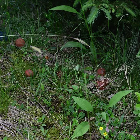 Lodge Zatishok Bilya Richky *