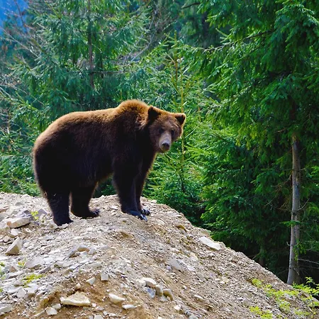 Zatishok Bilya Richky Lodge Pilipets