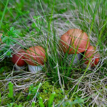 Zatishok Bilya Richky